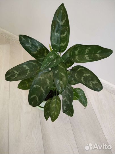 Аглаонема Мария+2 детки