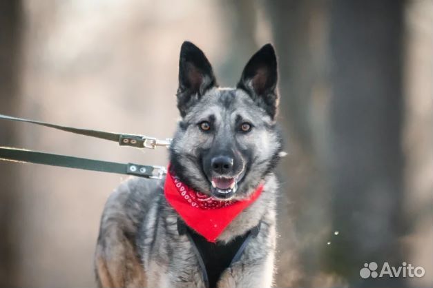 Красавица Реми в добрые руки