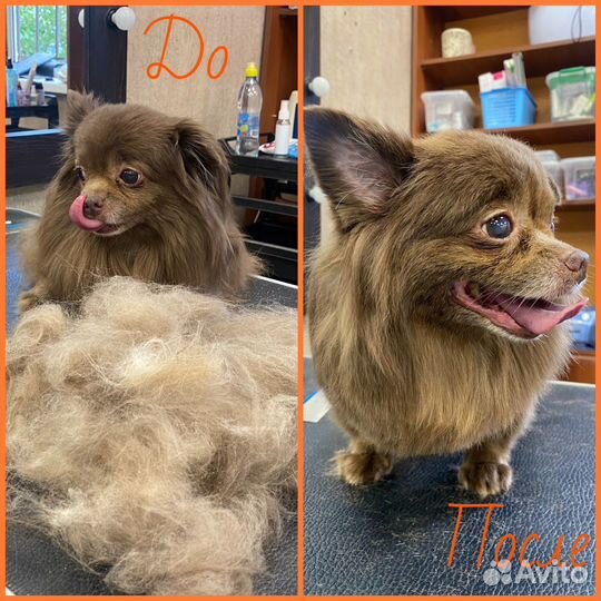 Груминг собак