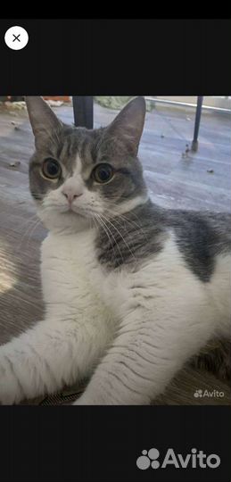 Кошка в дар