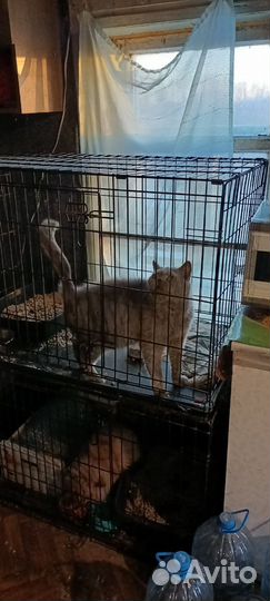 Кошка Британка отдам в добрые руки