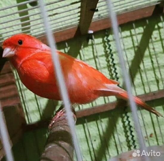 Кенара овсяночный и лесной напев