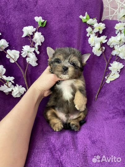 Йорк чёрный мраморный мальчик