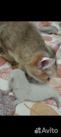 Девочка красавица