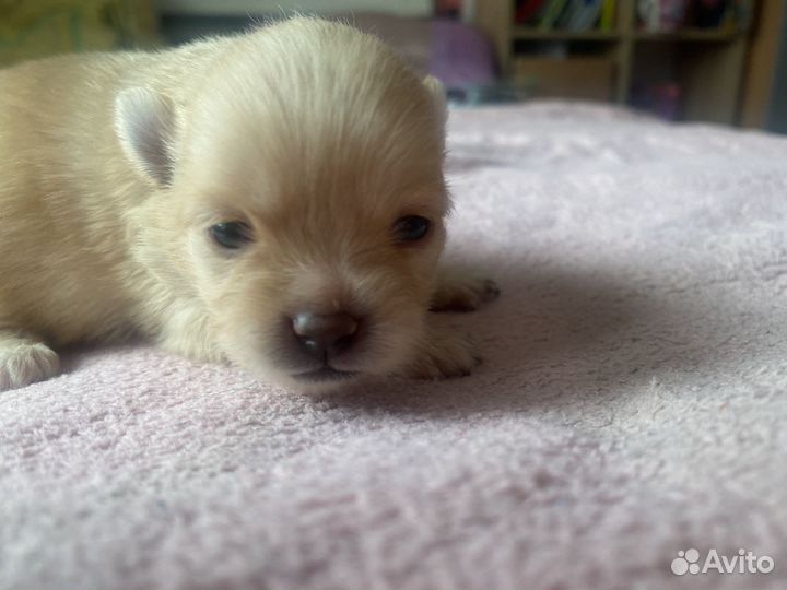 Щенки шпица мини