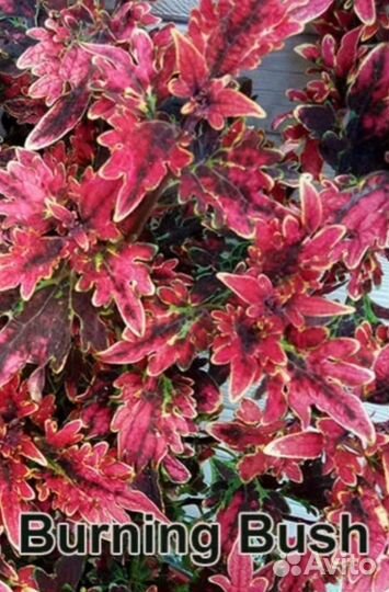 Колеусы сортовые