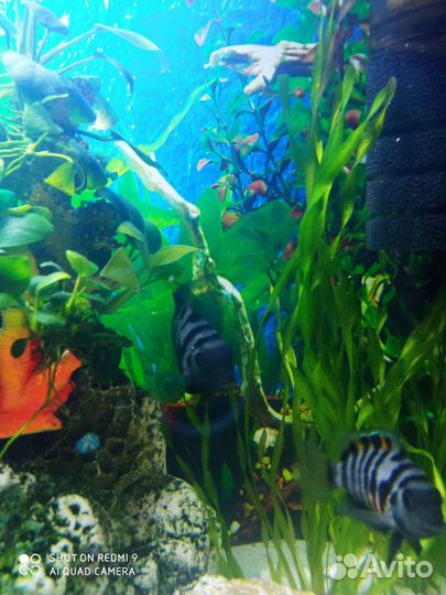 Аквариумные рыбки