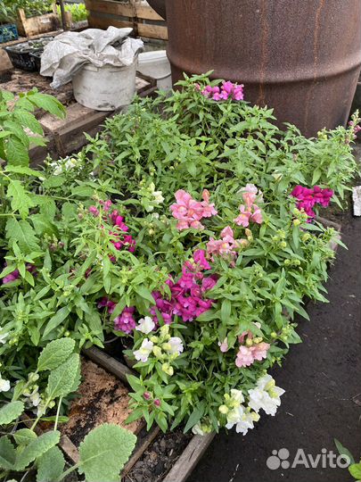 Рассада помидор и огурцов