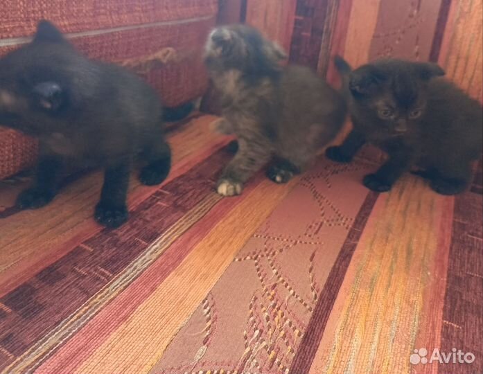 Вислоухие котята в добрые руки