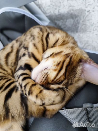Бенгальская кошка