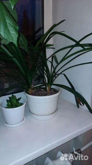 Комнатные цветы в кашпо