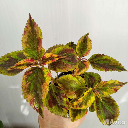 Комнатные цветы