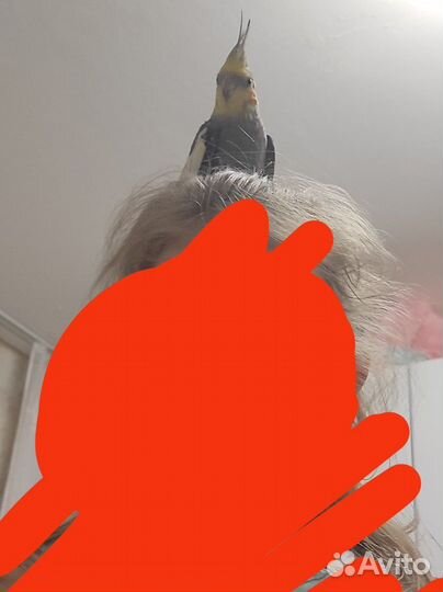 Попугай корелла с клеткой