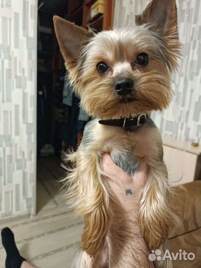 Йоркширский терьер вязка мальчик