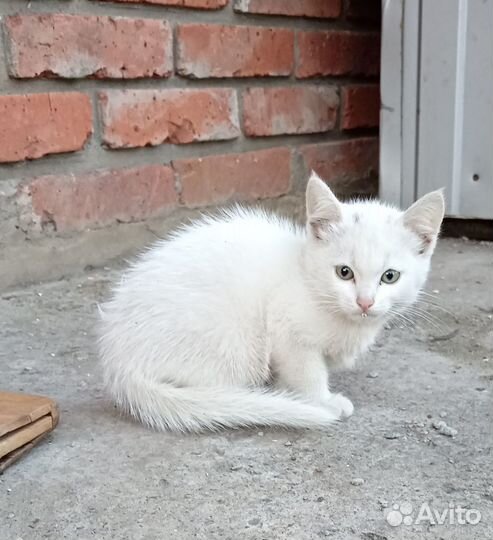 Котята от британской кошки