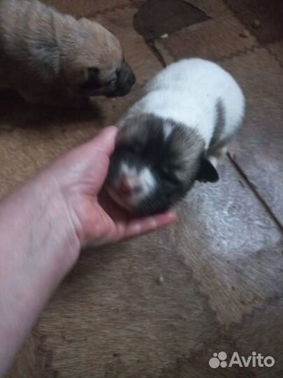 Собаки бесплатно в добрые руки щенки