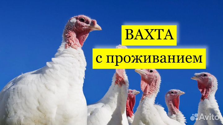 Упаковщик Вахта Выплаты еженедельно без опыта