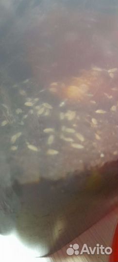 Мокрицы и анти-клещ