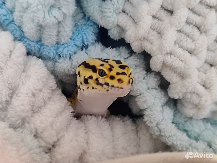 Передержка рептилий/грызунов