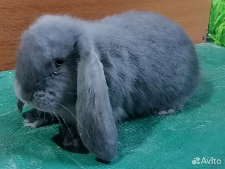 Кролики французский баран