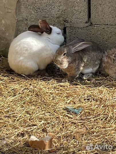 Кролики великаны