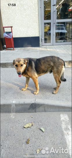 Собака в добрые руки