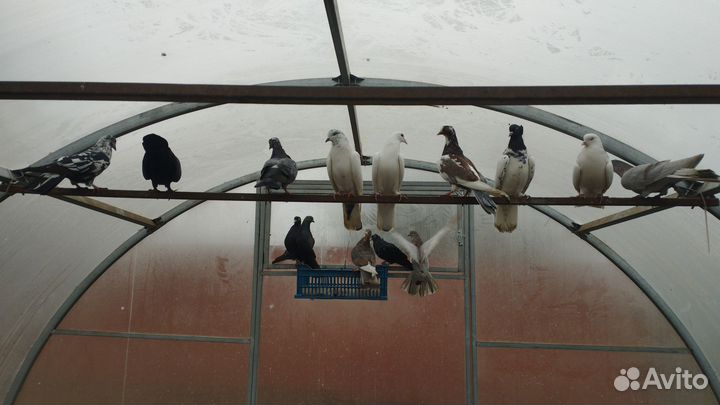 Цесарки, индоутки, голуби