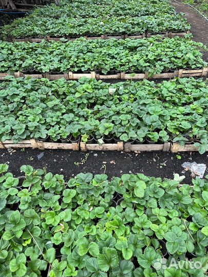 Рассада клубники. Большой ассортимент