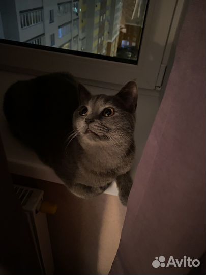 Шотландский кот вязка