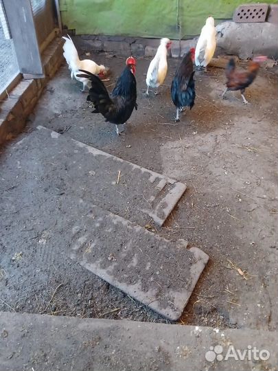 Петушки бентамка