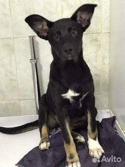 Щенок девочка В добрые руки