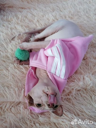 Донской сфинкс