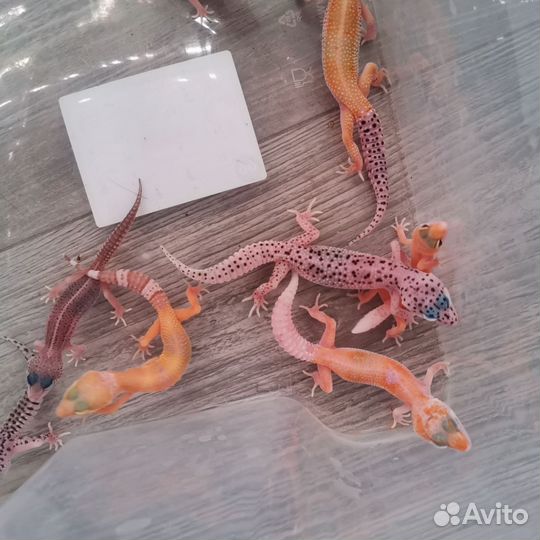 Геккон эублефар