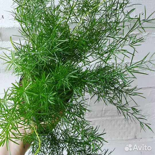 Аспарагус. Комнатное растение