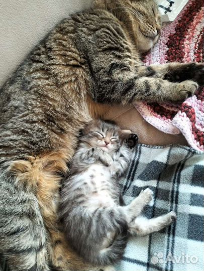 Кошка в дар бесплатно