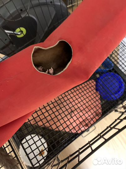 Домик, поилка для мелких животных