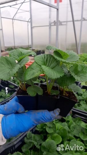 Саженцы клубники