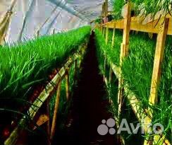 Лук на посадку от 5т