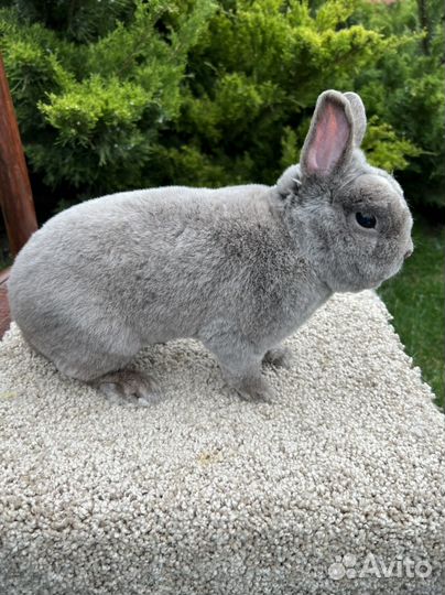 Породистые Карликовые кролики
