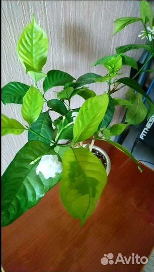 Табернемонтана вариегатная, лимон сангвинеум