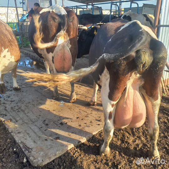 Продам дойных коров оптом 30шт