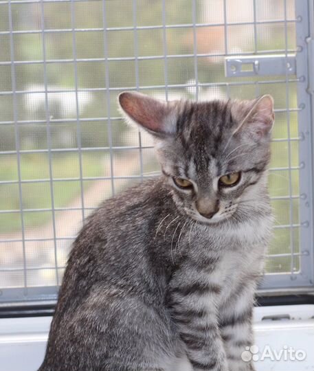 Малышка в добрые руки