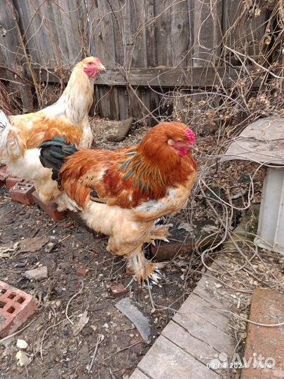 Брама колумбийская и палевая