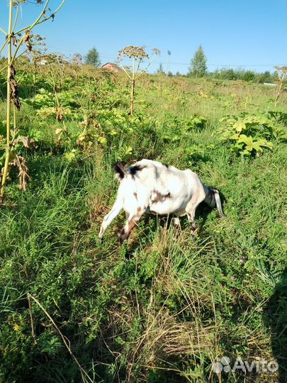 Англо нубийские козы дойные