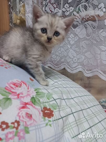 Котятки в добрые руки