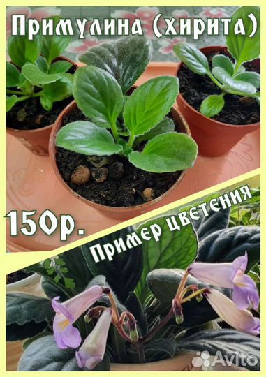 Хирита примулина