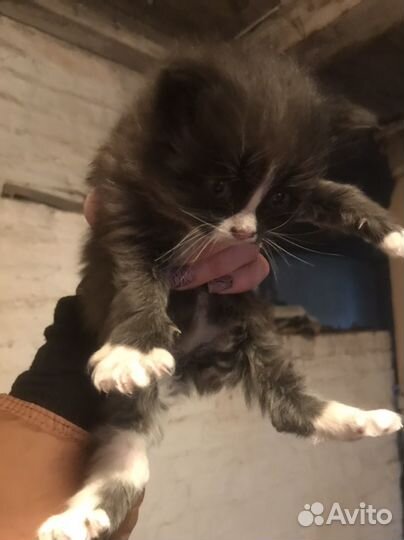 Котята в добрые руки даром