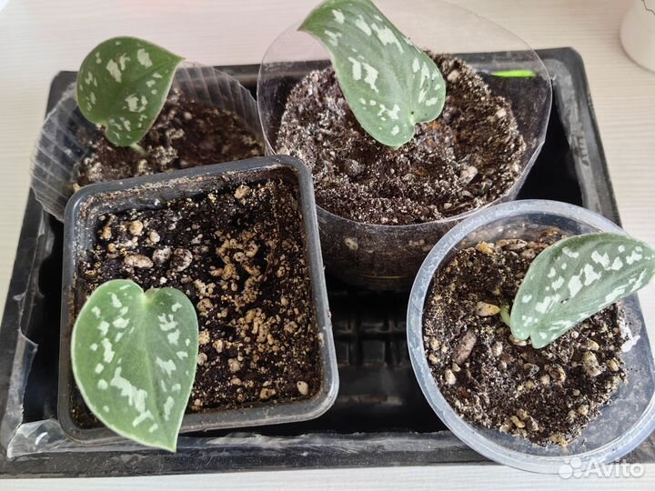 Сциндапсус