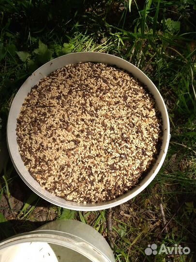 Муравьиное яйцо