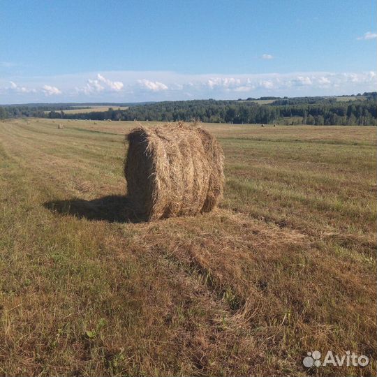 Продажа сена в рулонах